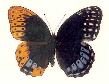 Speyeria diana gynandromorph Cooper's Creek WMA, Fannin&Union Co., GA1 (Internet Image property of respective owner, non-commercial use only)